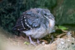 4x3 Email Images - 2025 luzon bleeding heart chick