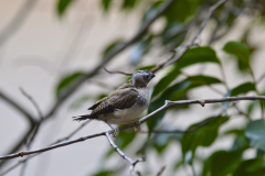 4x3 Email Images - 2025 owl finch chick