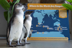 African_Penguin_Juveniles_Map_Mike_Faix_2025-2