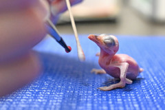 Little-Wings-Big-Future_Guam-Kingfisher-Chick-1