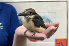 Little-Wings-Big-Future_Guam-Kingfisher-Chick-2-as-juvenile
