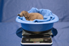 National_Aviary-chick-1-African_Penguin-Chicks-Mike_Faix_2025