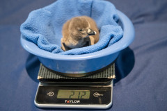 National_Aviary-chick-2-African_Penguin-Chicks-Mike_Faix_2025