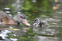 National_Aviary__DSC0234_Spotted_Whistling_Ducklings_Saunders_2025-1
