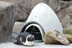 National Aviary artificial nest burrow at work
