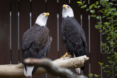 Bald-Eagles_-Flinn-and-Indy_-Mike-Faix