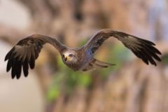 Fierce-in-Flight_Black-Kite-in-flight_Mike-Faix-2026-1