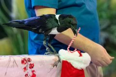 Jingle-Bell-Flock_Jon-Snow_Mike-Faix_2025_Pied-Crow