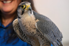 Lanner-Falcon-Cleo_Fierce-in-Flight_Britta-Moletz_2026