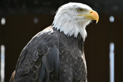 National-Aviary_Bald-Eagle_Saunders-2025-2