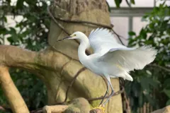 National-Aviary_Snowy-Egret_Emma-Saunders_2024-scaled