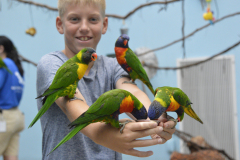 National_Aviary-DSC0813-Lorikeet-Feeding-Saunders_2024-RainbowLorikeet-Emma_Saunders-2024-07-11