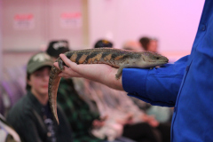 National_Aviary_Blue-Tongued-Skink_Eggstravaganza_Saunders_2025-1