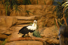 4x3 Email Images - Palm-nut vulture perched on rock feature