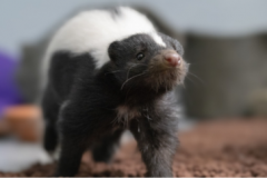 KMIT Encounters - Skunk Painting Encounter 2026
