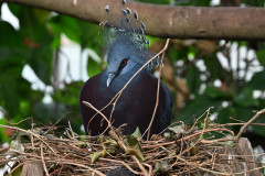 Victoria-Crowned-Pigeon_Moletz-2025-1