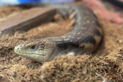 blue-tongued-skink-miley-emma-saunders-february-2025-scaled-e1738942364125