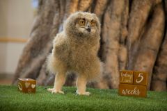 Eurasian-Eagle-Owl-Chick2_Girl_5-weeks_Britta-Moletz_20243-resize