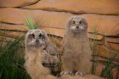 Eurasian-Eagle_Owl-Chicks_May-9-2024_Britta-Moletz4-resize