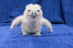 National-Aviary_Eurasian-Eagle-Owl-Chick-resize