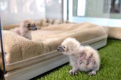 National-Aviary_Eurasian-Eagle-Owl-Chicks-in-Avian-Care-Center_March-28-2024.jpg_Mike-Faix-1-resize