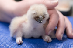 National-Aviary_Eurasian-Eagle-Owl-chick_Mike-Faix_March-2024-edited-1