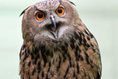 National-Aviary_Vera-Eurasian-Eagle-Owl_Mike-Faix_2024-resize