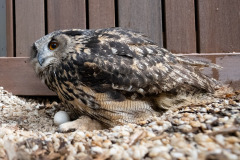 National-Aviary_X_Eurasian-Eagle-Owl-Nesting_Mike-Faix