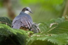 Bleeding-Heart-Dove-Chick_Mike-Faix_October-2023-scaled