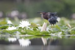 KayakingTour_GreenHeron.OnWater.MikeFaix.2021-scaled