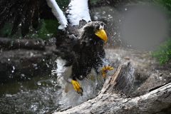 National-Aviary_Kody-Bathing_Mike-Faix_2023-scaled