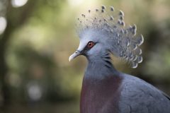 National-Aviary_Victoria-Crown-Pigeon_Mike-Faix_2023-scaled