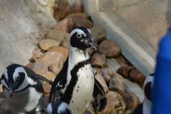 penguin-feeding-1