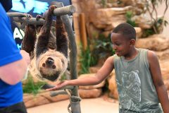 Sloth Encounter (2)  _ Young boy softly touching  a sloth's fur