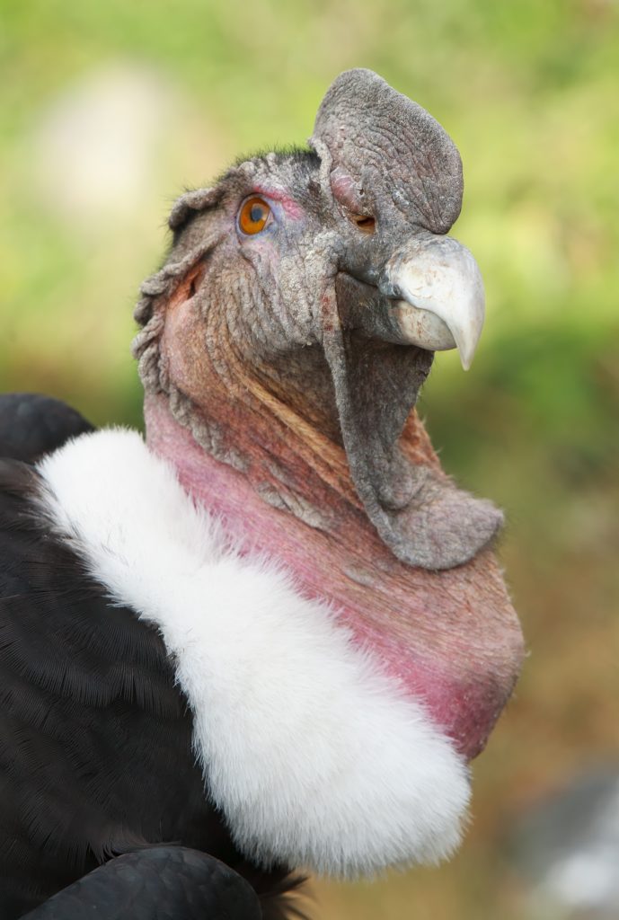 Headshot of a male Andean Condor