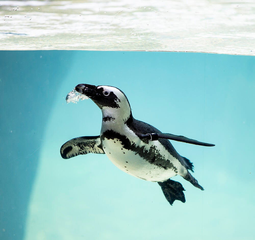 An African Penguin swimming underwater