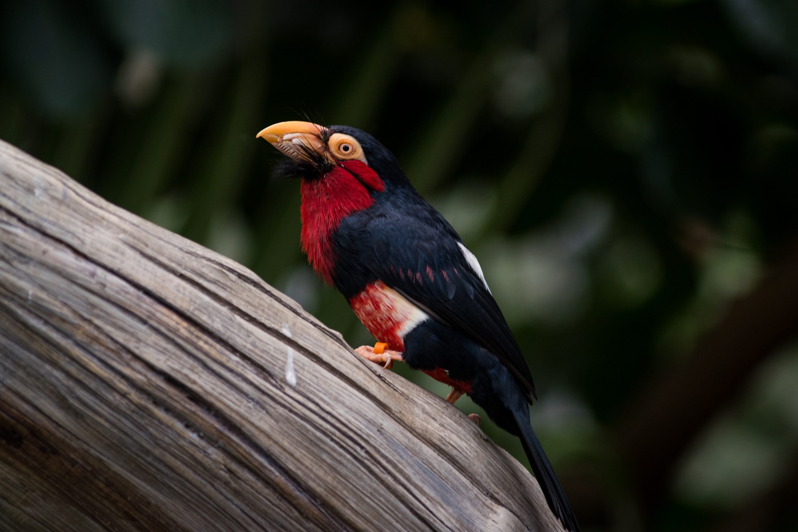 A Bearded Barbet perched on a branch