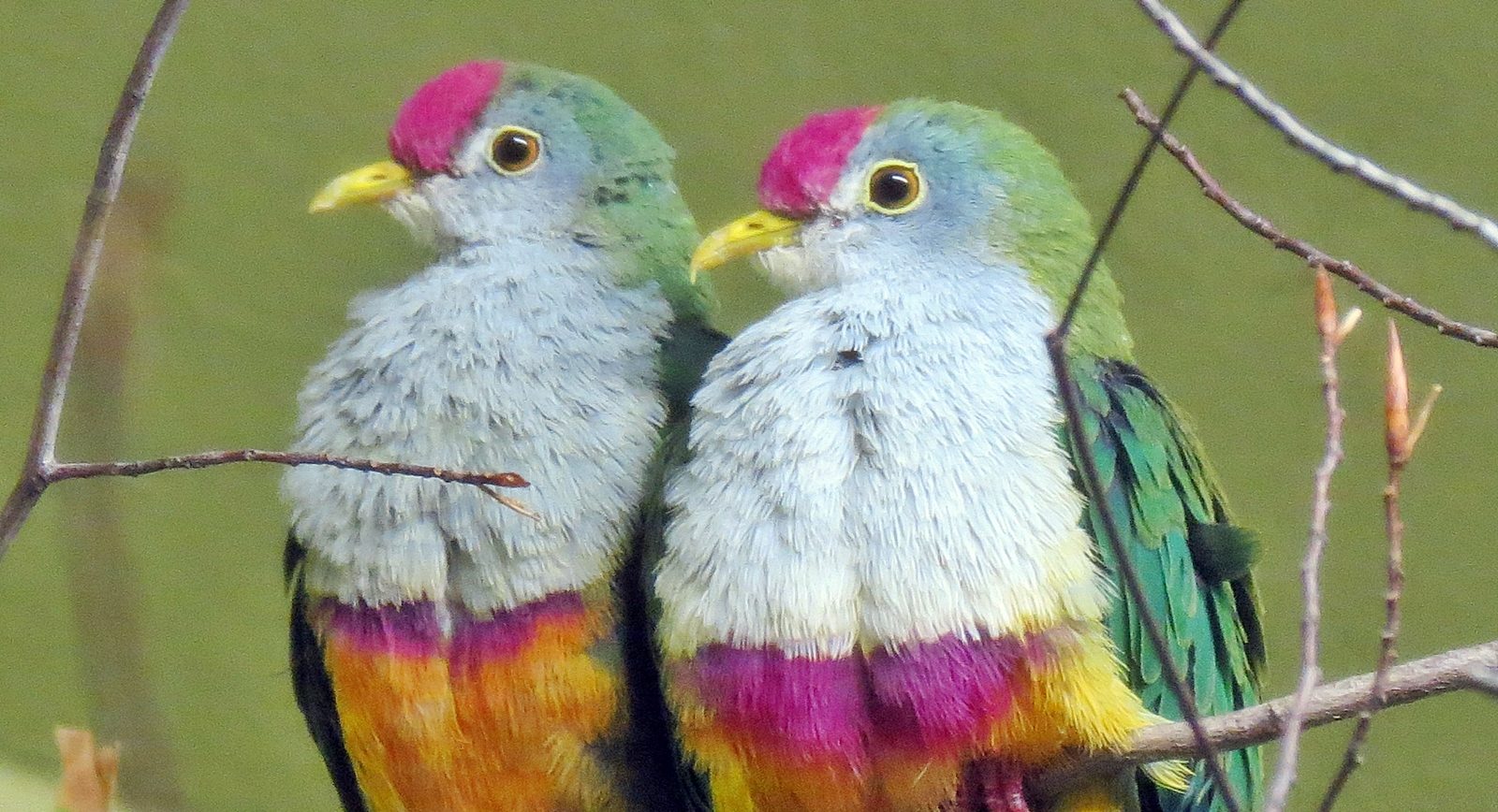 Two Mariana Fruit-Doves perched on a branch