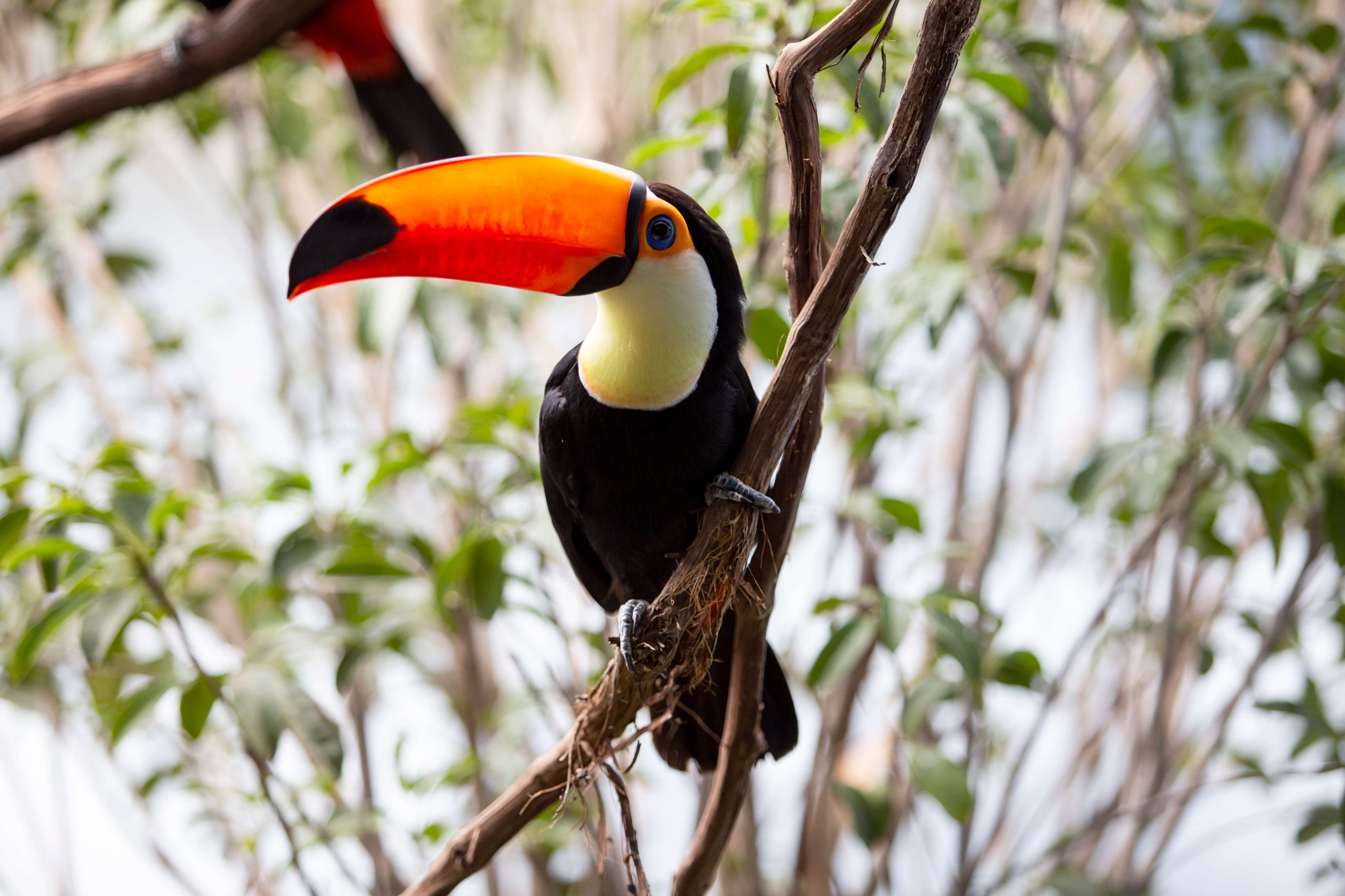 Toco Tucan perched on a branch