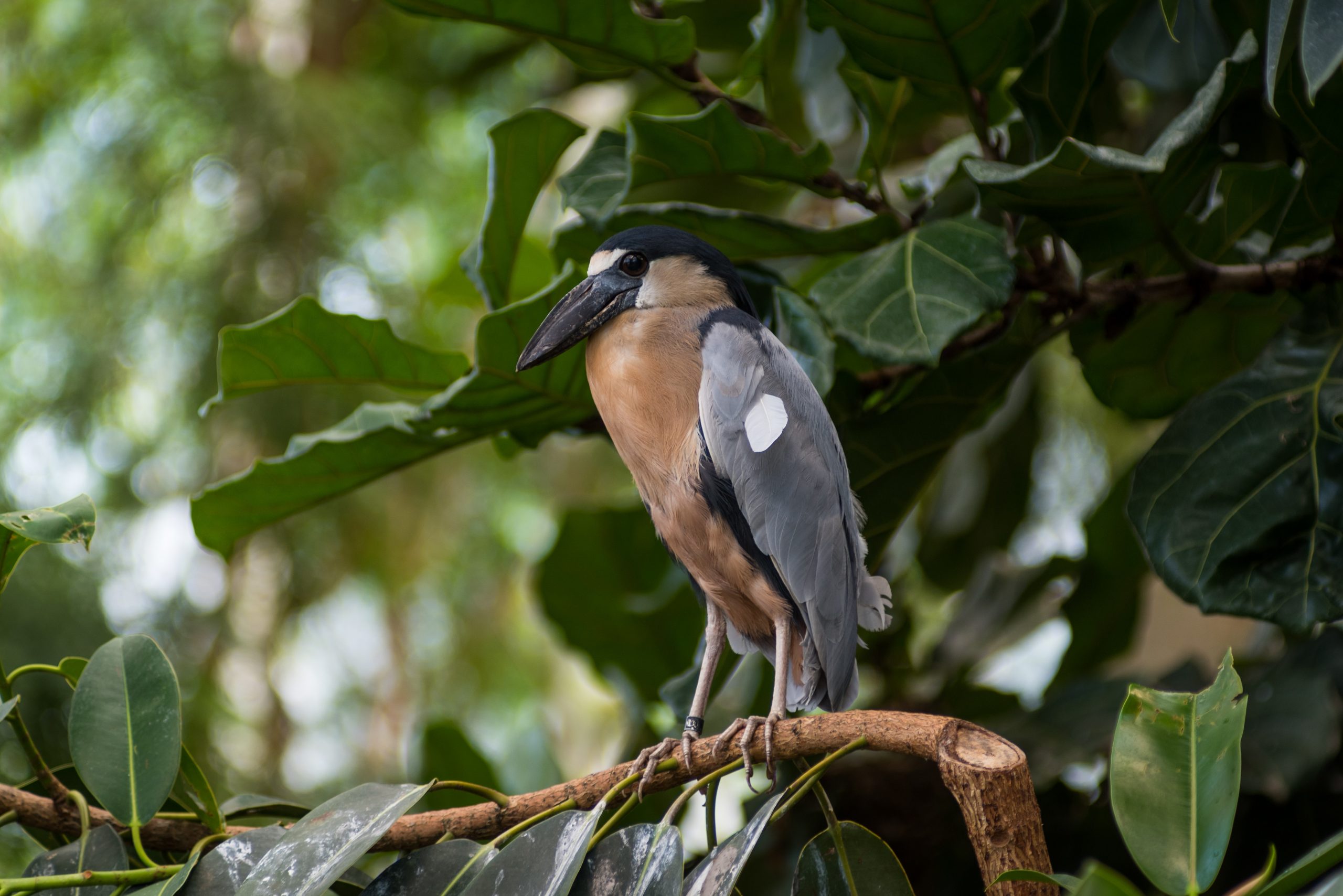 A Boat-billed Heron perched on a branch