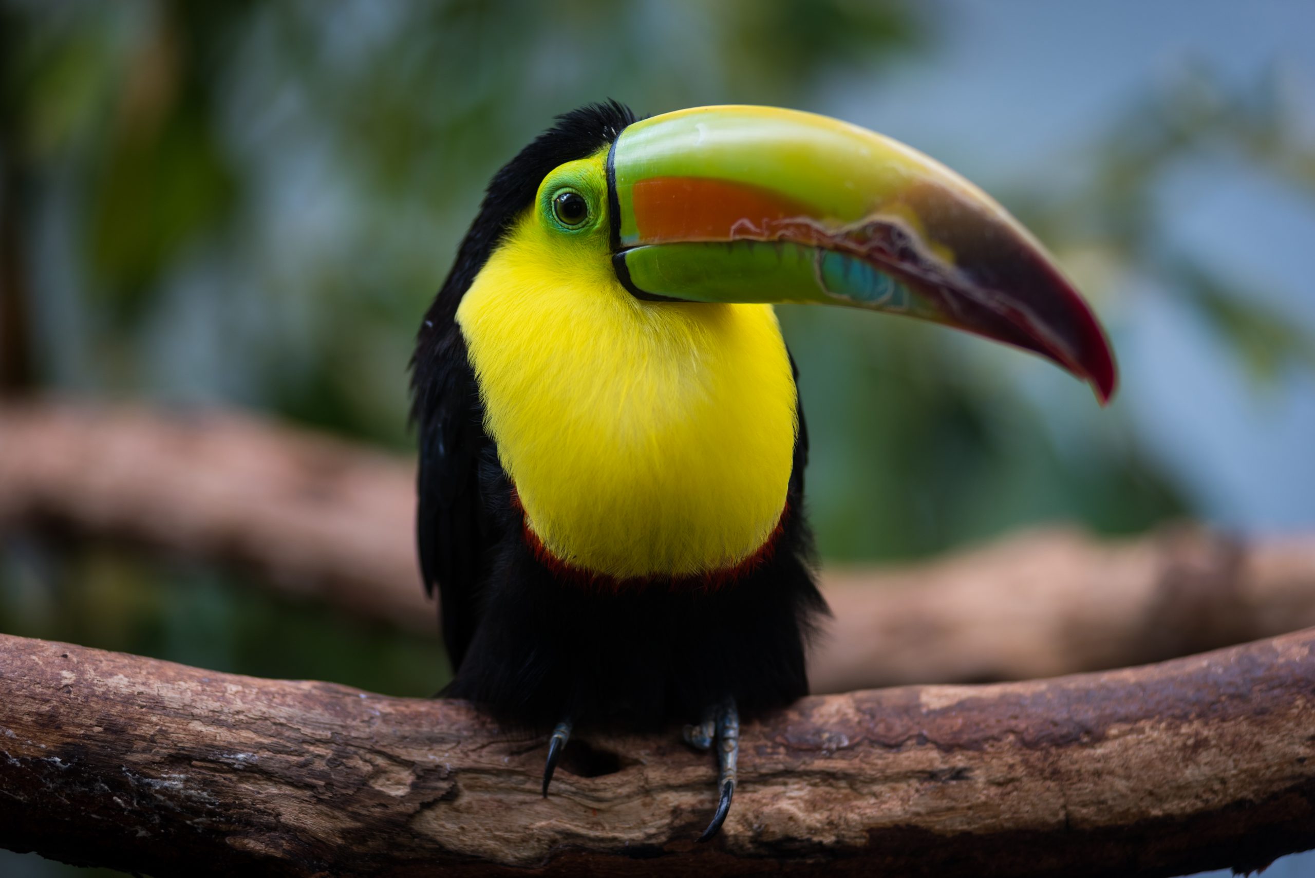 A Keel-billed Toucan perched on a branch