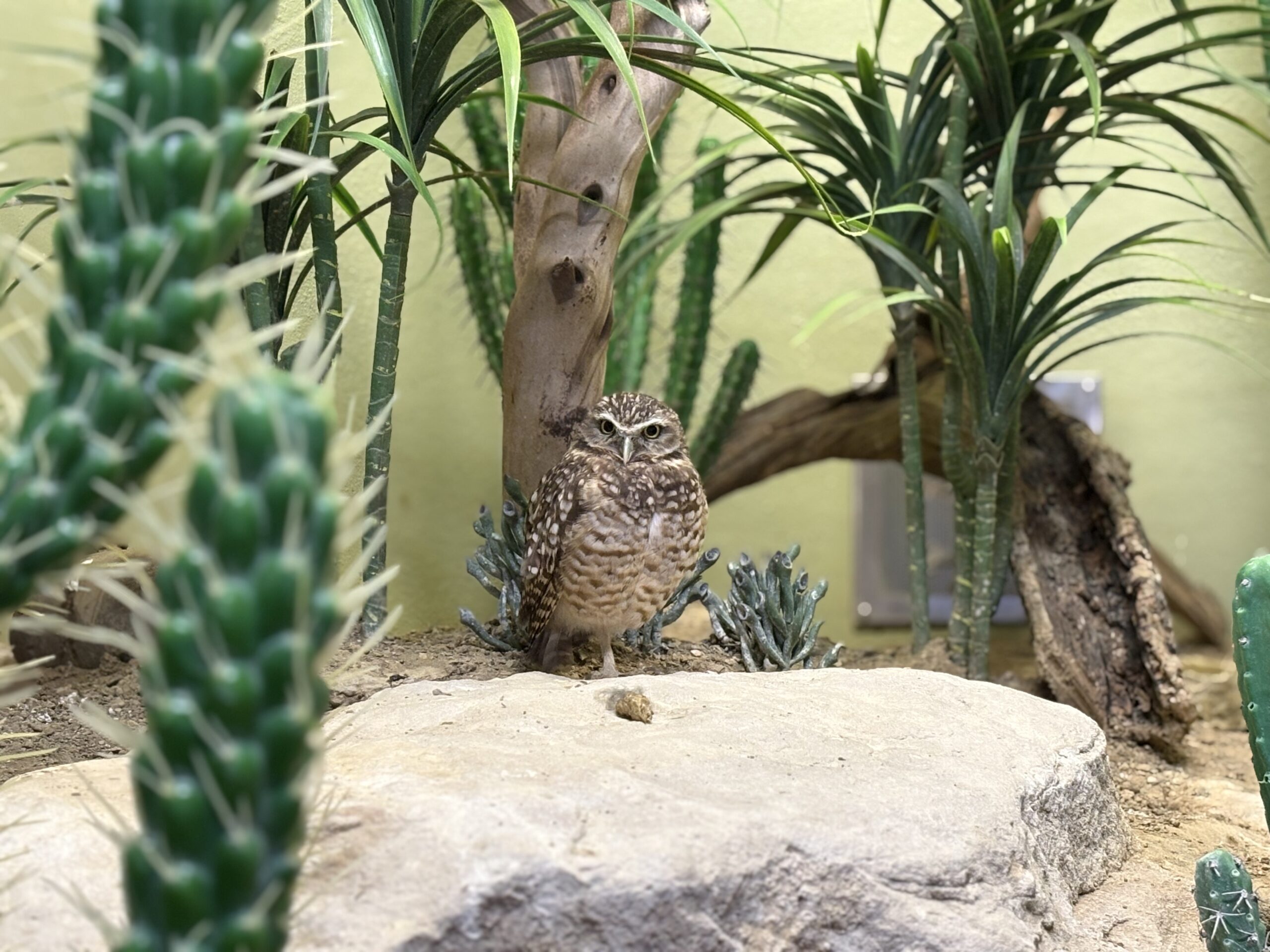 Burrowing Owl on a rock