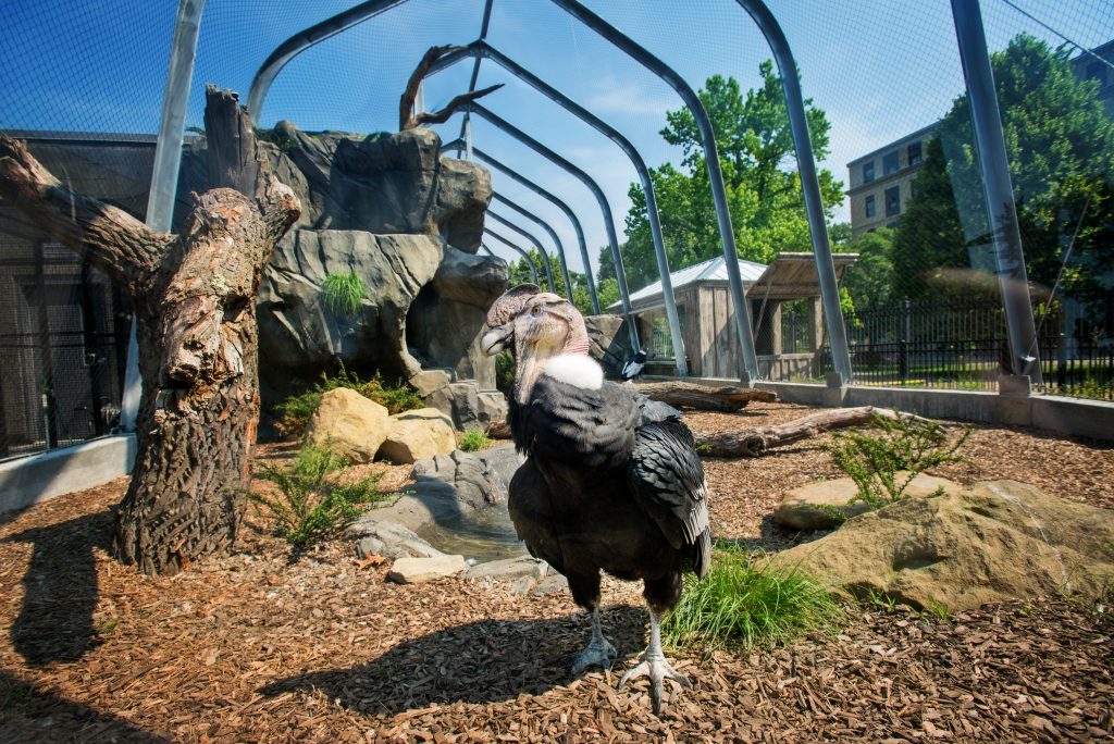An Andean Condor inside the condor habitat in Condor Court at the National Aviary