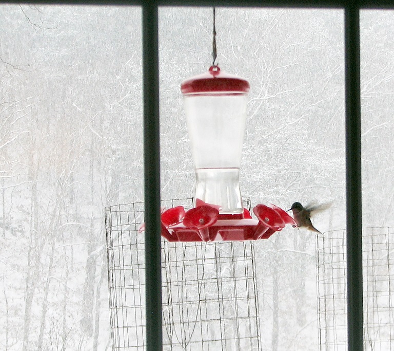 Winter Hummingbirds National Aviary