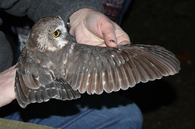 An owl's wing stretched out during Project Owlnet