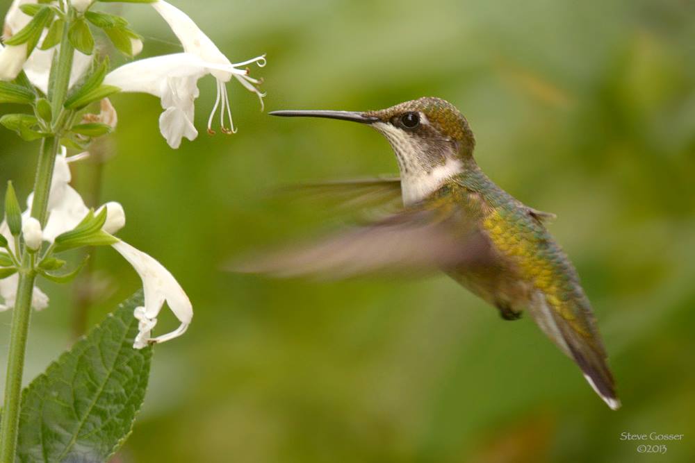 A hummingbird flying in front of a flower