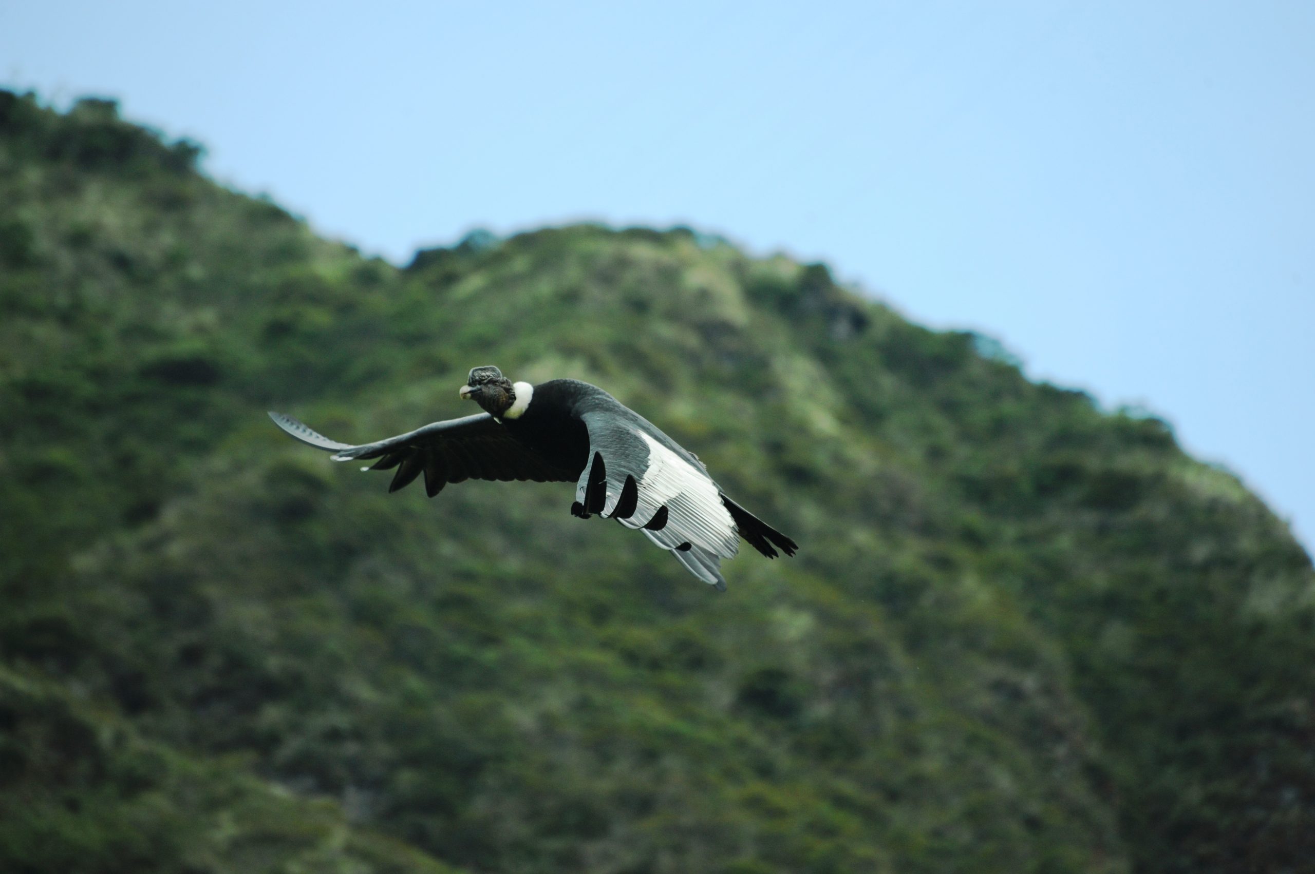 condor flying
