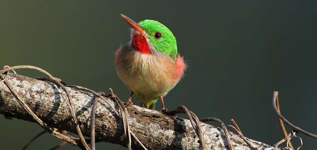 A Broad-billed Tody