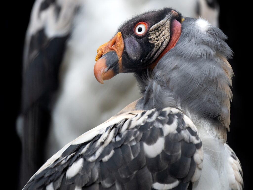 King Vulture