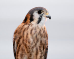 Female American Kestrel, She-ra at the National Aviary